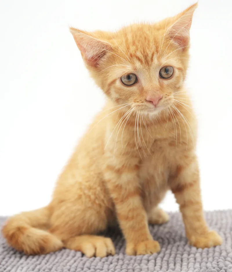 A baby small-sized male Tabby (Orange / Red) Tabby cat named Snorkel is a stunning for adoption in Bedford Hills, NY