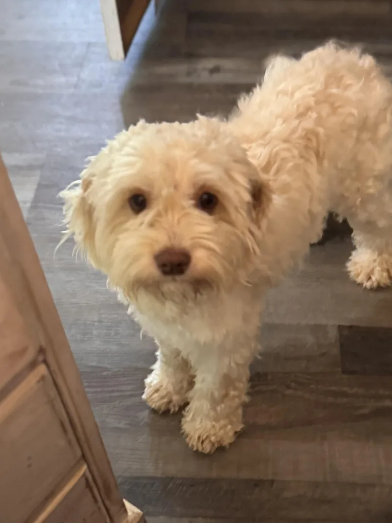 A young small-sized male Yellow / Tan / Blond / Fawn Cockapoo dog named Bean for adoption in Sequatchie, TN