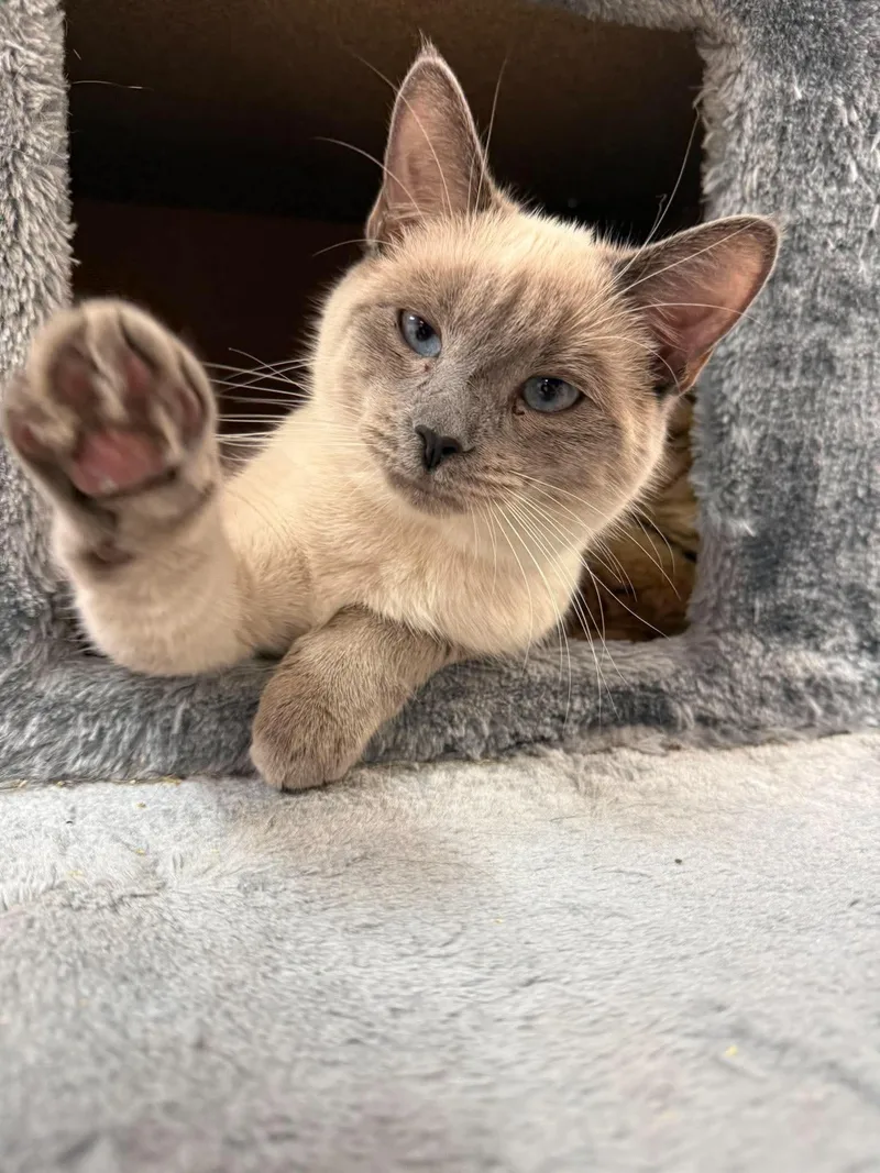 A baby small-sized female Siamese cat named Pebbles for adoption in Paris, ME
