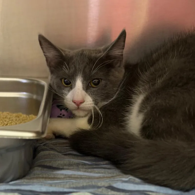 A baby medium-sized male Gray / Blue / Silver Domestic Short Hair cat named Roman for adoption in Fort Smith, AR