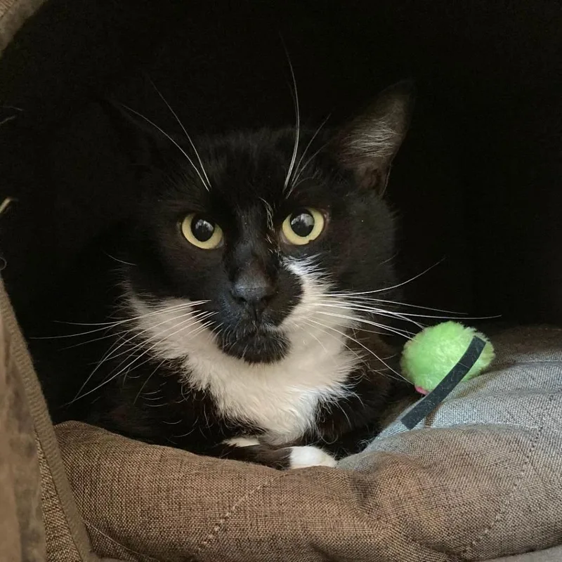 An adult large-sized male Black Domestic Short Hair cat named Blackjack for adoption in Fairfax Station, VA