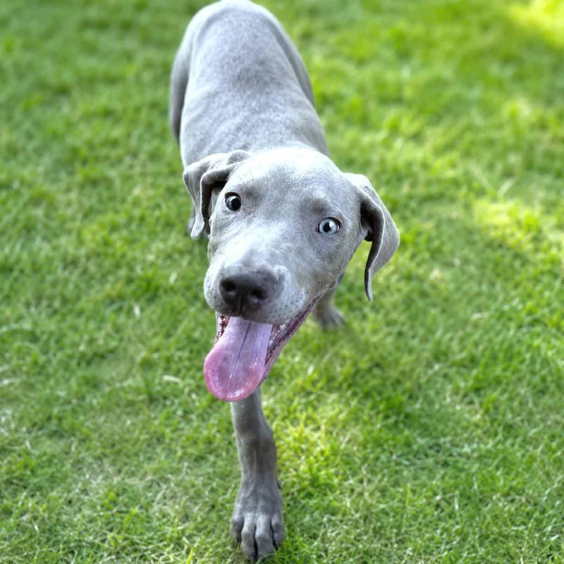 Greyson