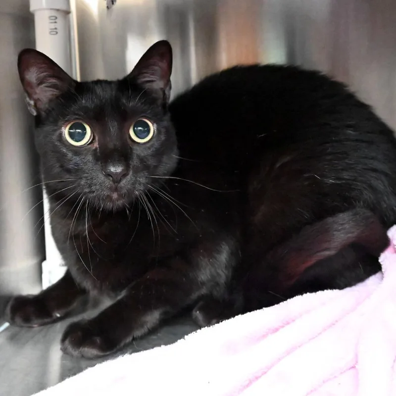 An adult medium-sized male Black Domestic Short Hair cat named Juanito for adoption in West Palm Beach, FL