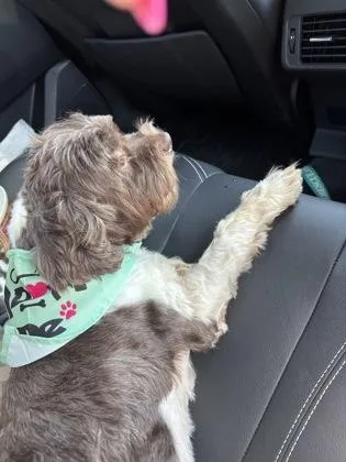 An adult small-sized male Shih Tzu dog named Percy for adoption in Fort Worth, TX