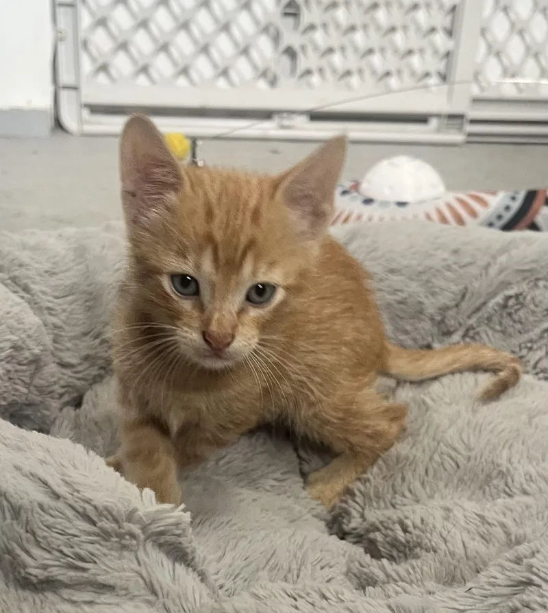 A baby small-sized male Orange / Red Tabby cat named Copper for adoption in Paulina, LA