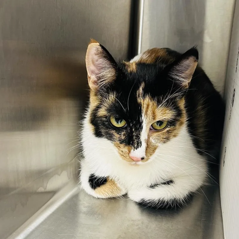 A young medium-sized female Black Domestic Short Hair cat named Tutti for adoption in East Smithfield , PA