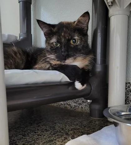 A young small-sized female Domestic Short Hair cat named Athena for adoption in New Freedom, PA