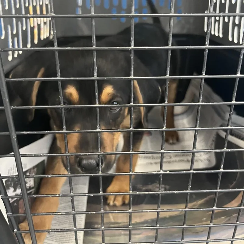 A baby small-sized male Black Rottweiler dog named Gregory for adoption in Montgomery, AL