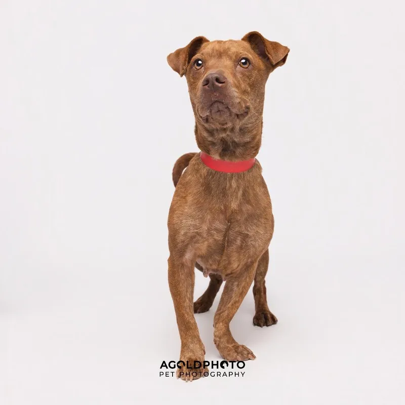 An adult medium-sized female Brown / Chocolate Dachshund dog named Lady for adoption in Clearwater, FL