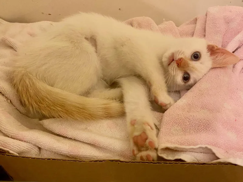 A baby small-sized female White Siamese cat named Flame for adoption in Ashland, VA