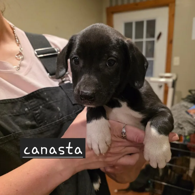 Canasta