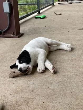 A baby large-sized male Great Pyrenees dog named Tonka for adoption in Morton Grove, IL