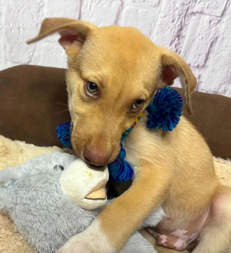 A baby large-sized male Hound dog named Scott for adoption in Allen, TX
