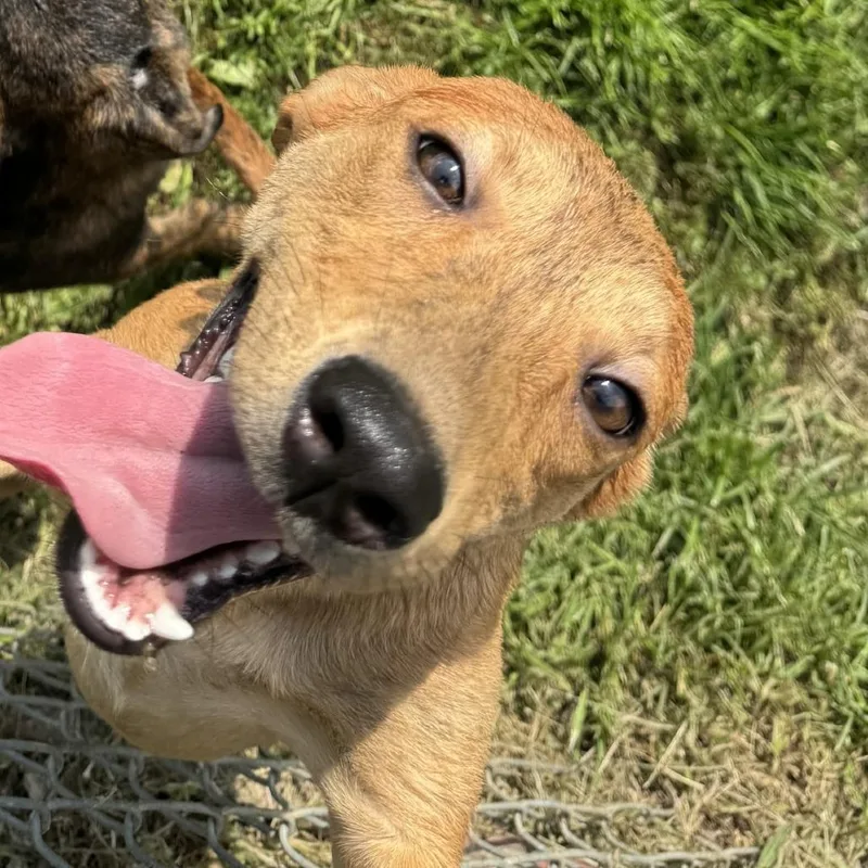 A young small-sized female Yellow / Tan / Blond / Fawn Labrador Retriever dog named Jenni for adoption in Rock Falls, IL