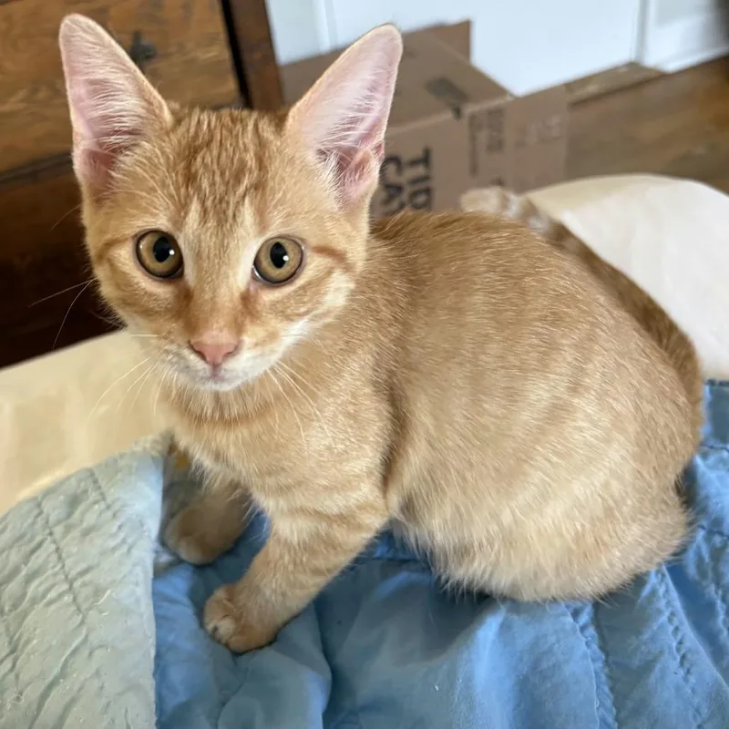 A baby small-sized female Orange / Red Domestic Short Hair cat named Kourtney for adoption in Las Cruces, NM