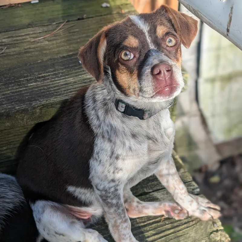 A baby medium-sized female Brown / Chocolate Australian Cattle Dog / Blue Heeler dog named Fern for adoption in Watertown, NY