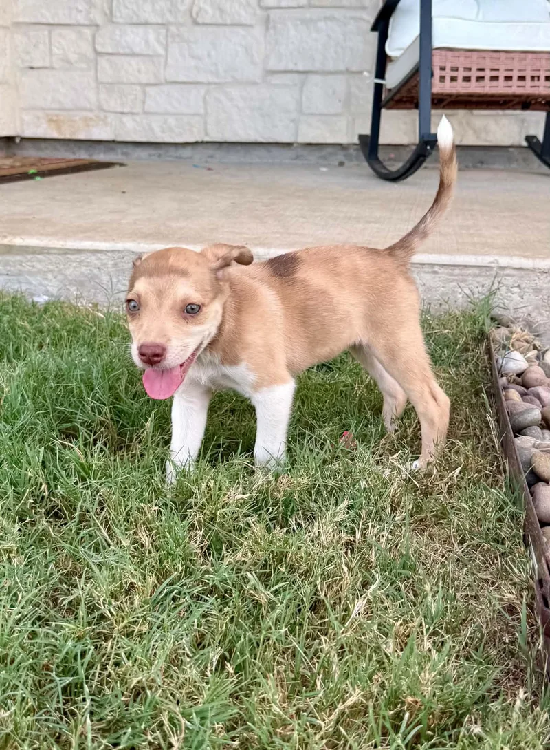 A baby medium-sized female Apricot / Beige Labrador Retriever dog named Alex for adoption in Commerce, TX