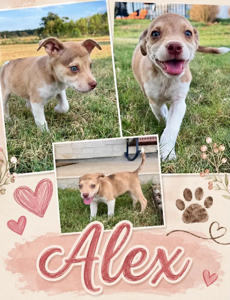 Alex thumbnail 2