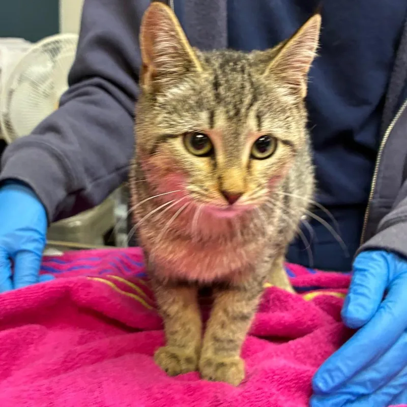 A baby small-sized female Brown / Chocolate Domestic Short Hair cat named Sable for adoption in Newark, NJ