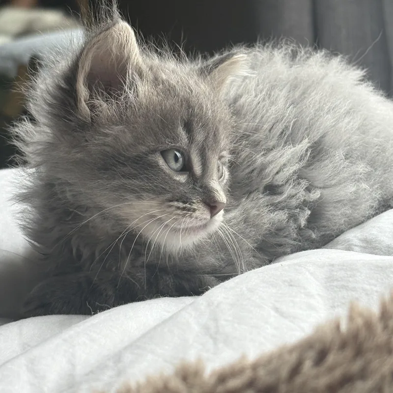 A baby medium-sized male Gray / Blue / Silver Domestic Long Hair cat named Sage for adoption in Omaha, NE