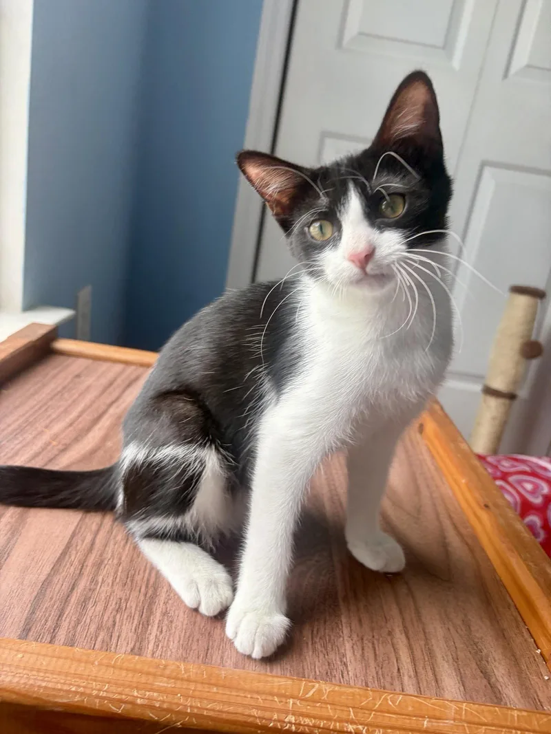 A young medium-sized female Domestic Short Hair cat named Millie Mae for adoption in Wilmington, NC