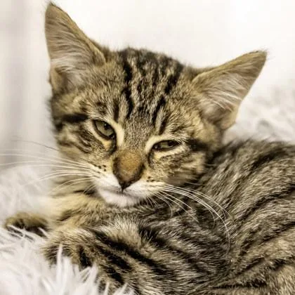 A baby small-sized female Domestic Short Hair cat named Bain for adoption in Camano Island, WA