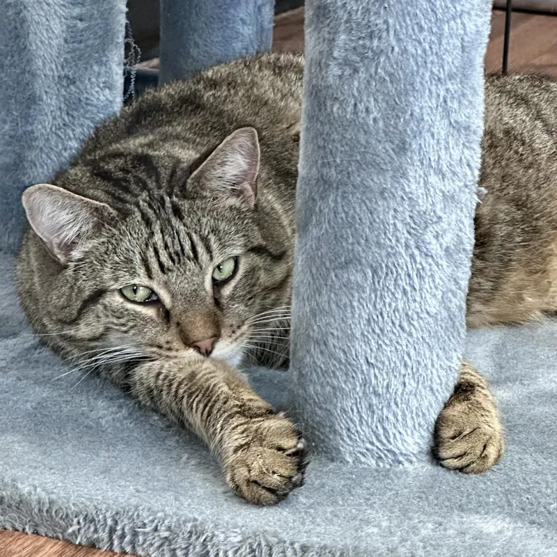 An adult large-sized male Domestic Short Hair cat named Olivander for adoption in Saratoga Springs, NY