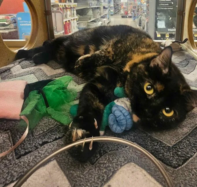 An adult large-sized female Tortoiseshell Domestic Short Hair cat named Pepper for adoption in Pearland, TX
