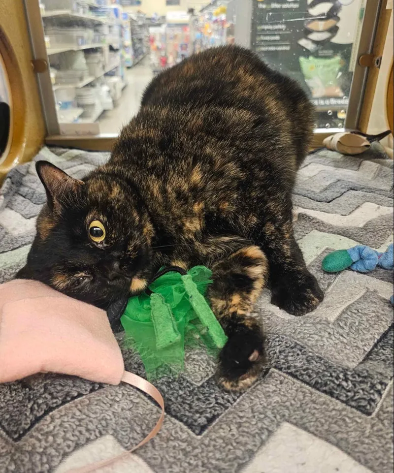 Pepper thumbnail 4