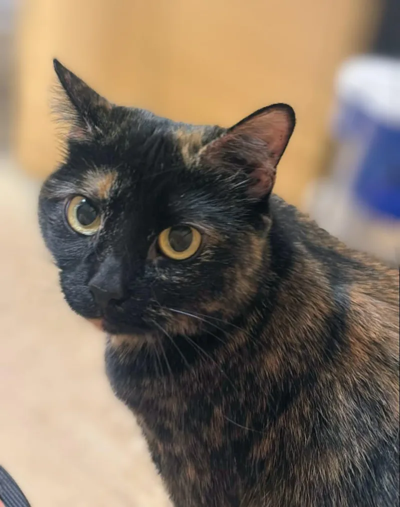 Pepper thumbnail 5