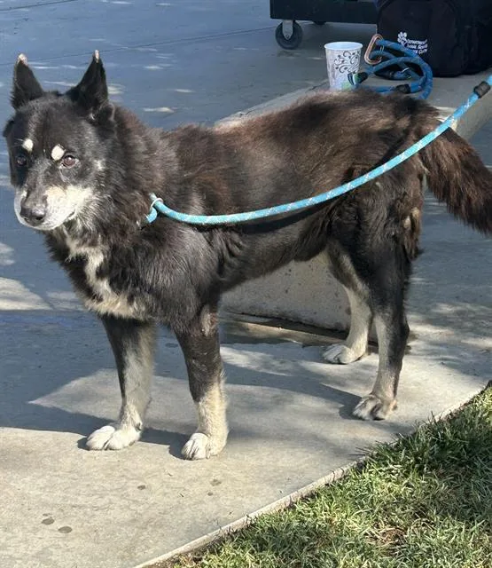 An adult medium-sized male German Shepherd Dog dog named Shadow for adoption in Riverside, CA