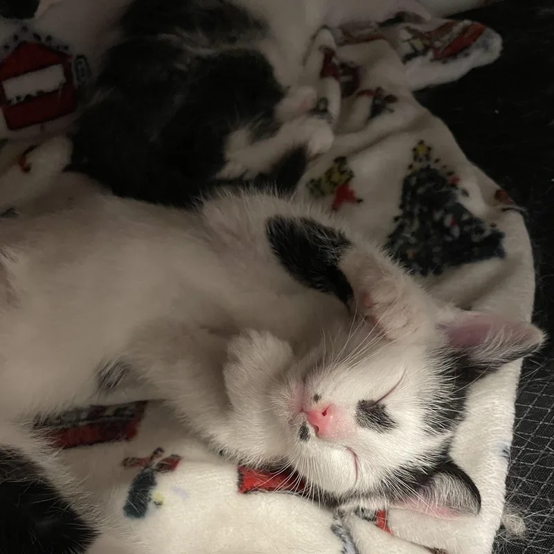 A baby small-sized male Black & White / Tuxedo Domestic Short Hair cat named Quimby for adoption in Grand Rapids, MI