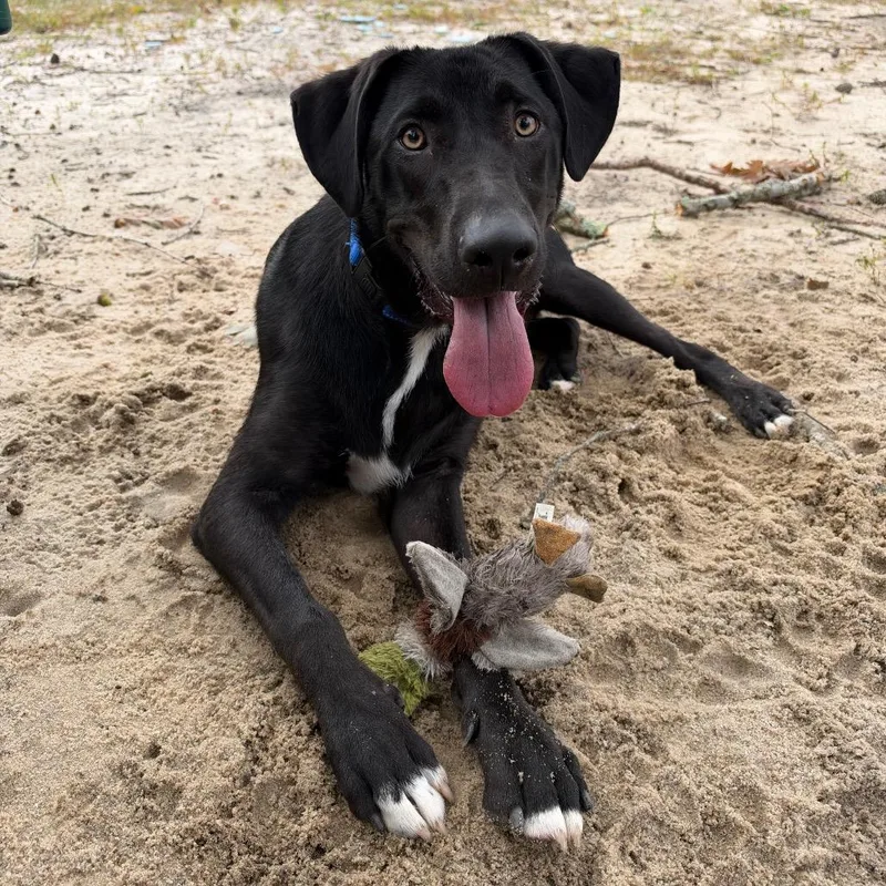 A young medium-sized male Mixed Breed dog named Lee for adoption in Westhampton, NY