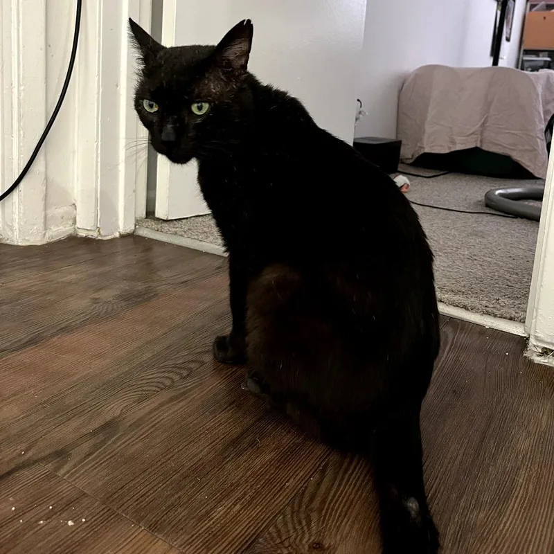 An adult medium-sized male Gray / Blue / Silver Domestic Short Hair cat named Rooster for adoption in Long Beach, CA