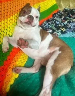 An adult small-sized male White / Cream Boston Terrier dog named Jasper In Mo for adoption in Elkhorn, NE