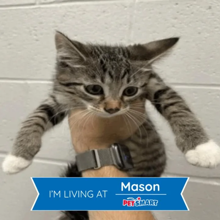 A young small-sized male Brown / Chocolate Domestic Short Hair cat named Gaston for adoption in Cincinnati, OH