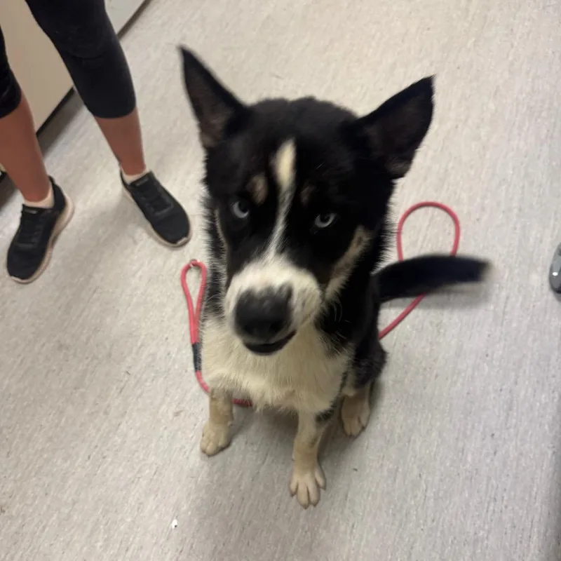 Baxter thumbnail 2