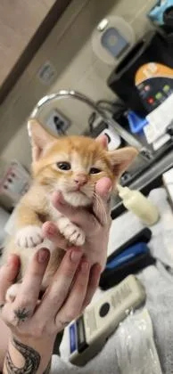 A baby small-sized male Domestic Short Hair cat named Frank for adoption in Fishers, IN