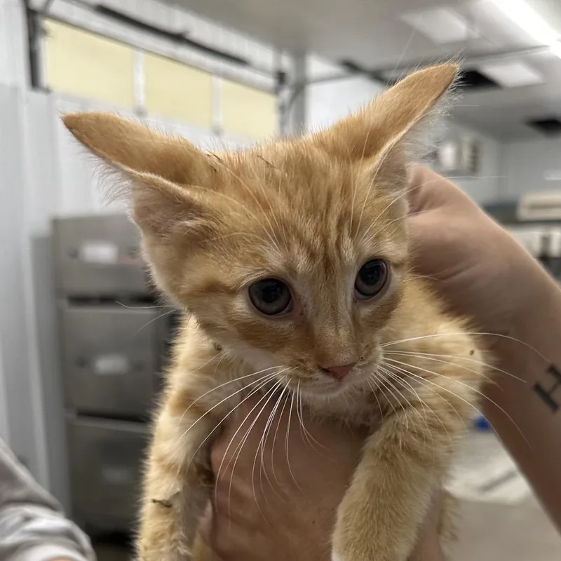 A baby small-sized male Orange / Red Domestic Short Hair cat named Teddy for adoption in Corbin, KY