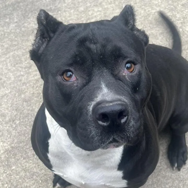 Ziva