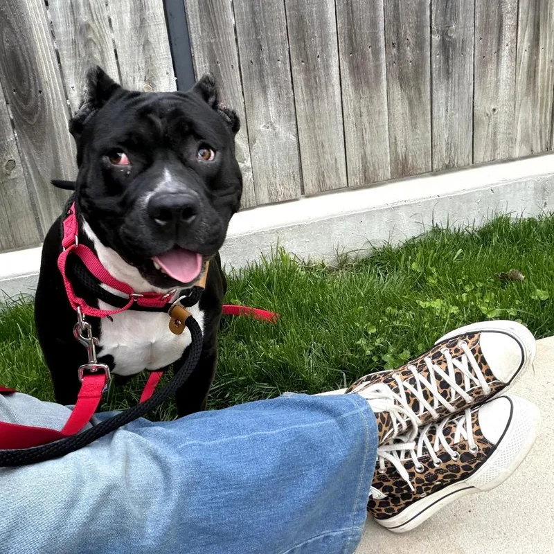 Ziva thumbnail 2