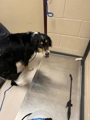 An adult large-sized female English Shepherd dog named Poppy for adoption in Irving, TX