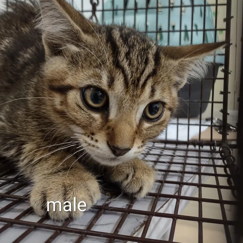 A baby small-sized male Brown / Chocolate Domestic Short Hair cat named Prescott for adoption in Upland, CA
