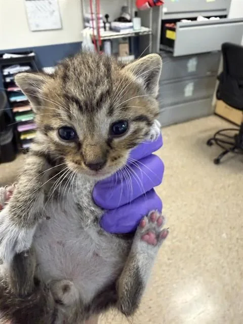 A baby small-sized male Domestic Short Hair cat named Eros for adoption in Miami, FL