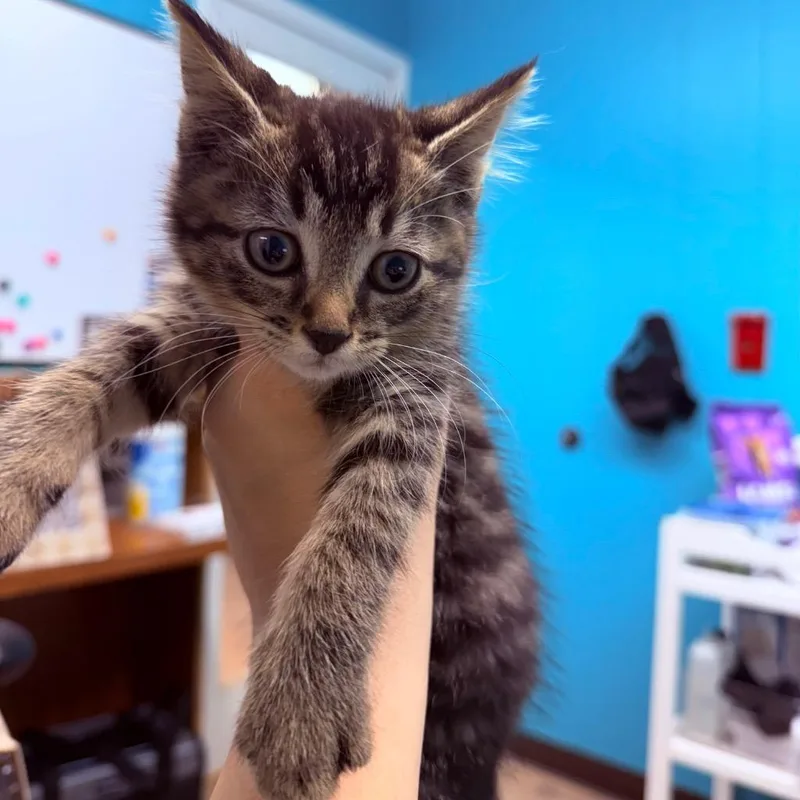 A baby small-sized female Domestic Short Hair cat named Kimber for adoption in Utica, MI
