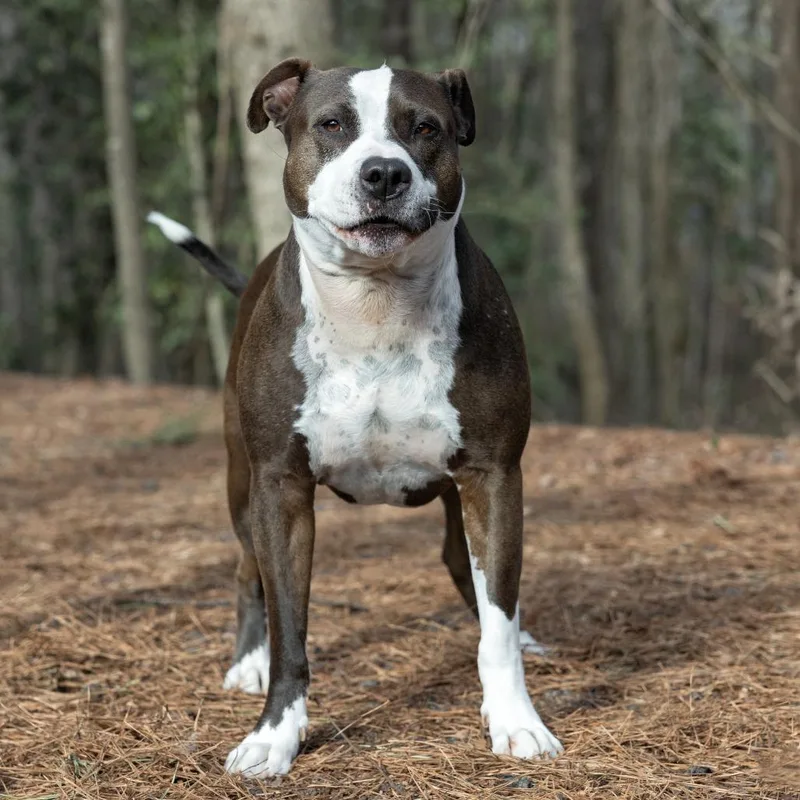 A senior large-sized male Black American Bulldog dog named Crash for adoption in Covington, GA