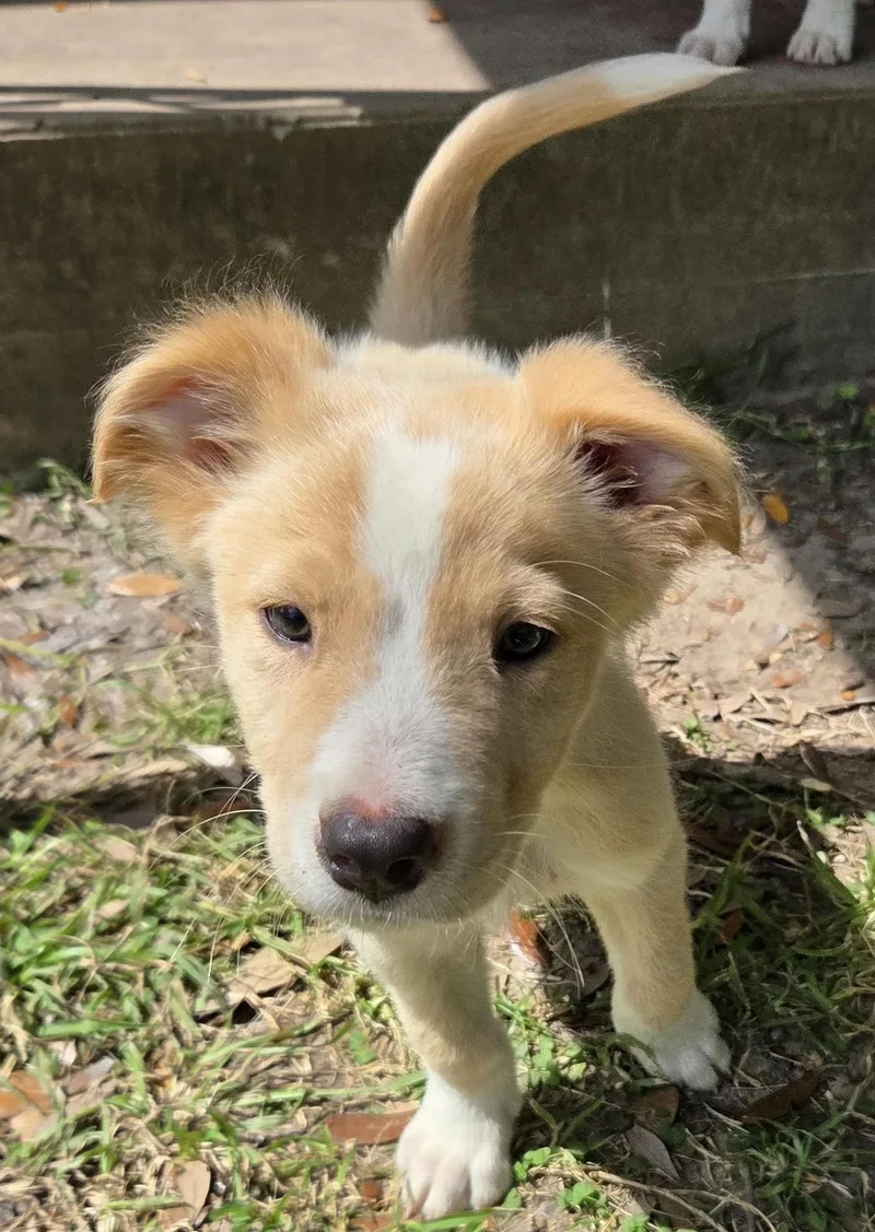 A baby large-sized male Yellow / Tan / Blond / Fawn Mixed Breed dog named Oak for adoption in Houston, TX