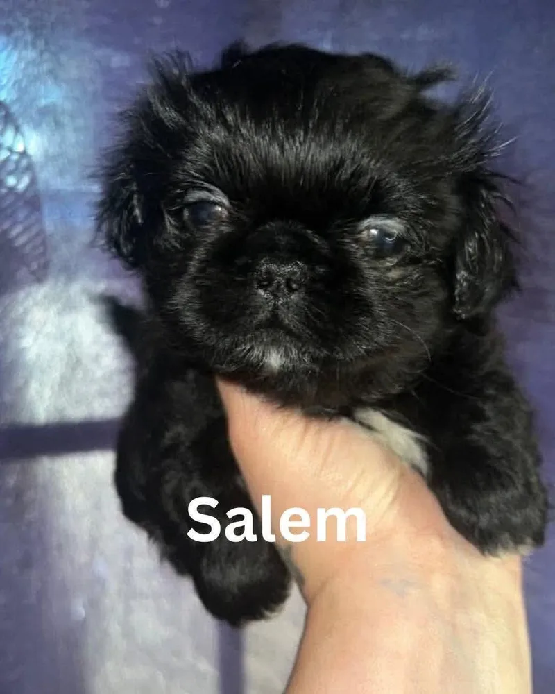A baby small-sized male Pekingese dog named Salem JC in MS for adoption in Warwick, RI