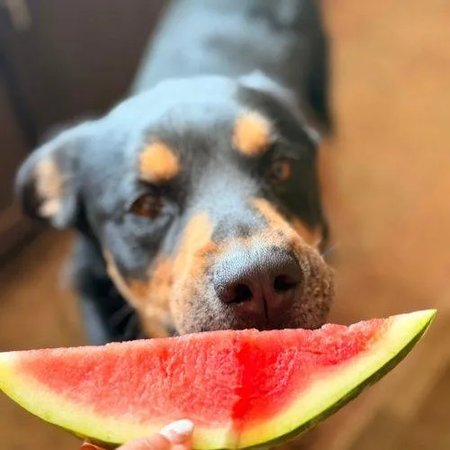 A young large-sized male Black Rottweiler dog named Buddy for adoption in Glendale, AZ