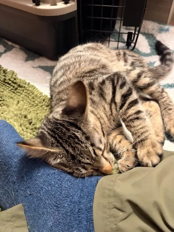 A young small-sized male Tabby (Brown / Chocolate) Domestic Short Hair cat named Digger for adoption in Cincinnati, OH